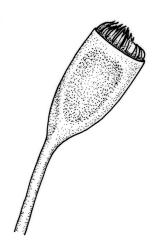 Fissidens taylorii var. taylorii , capsule. Drawn from J.D. Lovis, s.n., Sep. 1985, AK 284387.
 Image: R.C. Wagstaff © Landcare Research 2014 